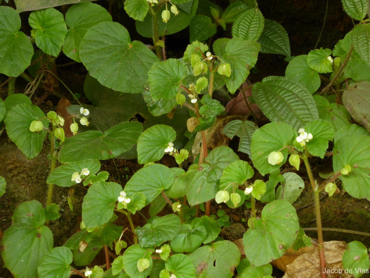 Begonia hirtella Link